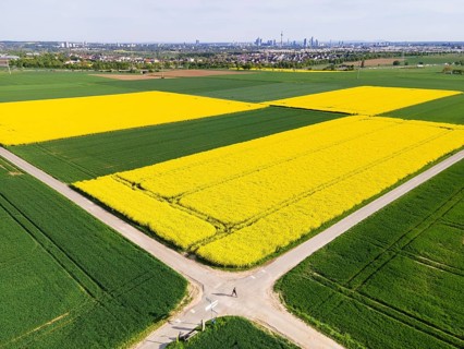 Behind blossoming rapeseed fields and the A5 motorway lie the Frankfurt districts of Kalbach and