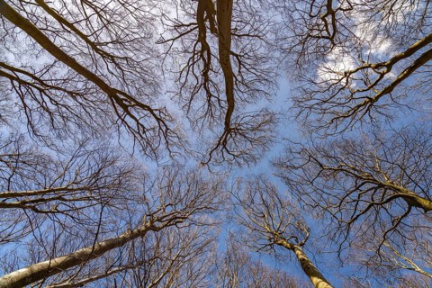 View upwards into the original beech forest, UNESCO World Heritage Site on the Baltic Sea coast in