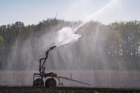 Artificial irrigation of a potato field in April, with a sprinkler system, long drought in spring