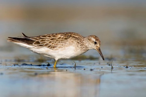 Sharp-tailed Sandpiper (Calidris acuminata), Victoria, Australia, Oceania