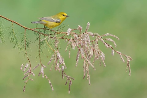 Blue-winged Warbler (Vermivora cyanoptera) female perched on a branch, Texas, USA, North America