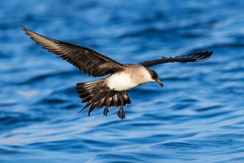 Parasitic Jaeger (Stercorarius parasiticus) flying, Eilat, Israel, Asia