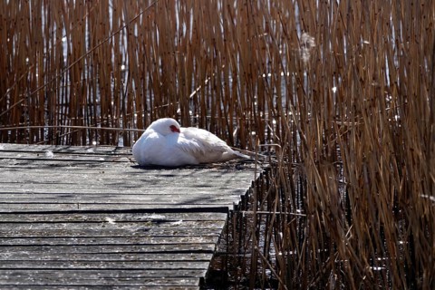 Muscovy duck (Cairina moschata), Germany, Europe
