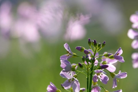 Meadowfoam (Cardamine) on a spring meadow, April, Germany, Europe