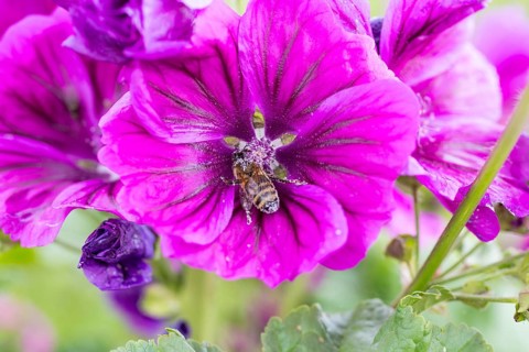 Vilette flower of mallow (Malva) with honey bee (apis mellifera)