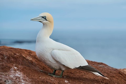 Northern gannet (Morus bassanus) standing on the cliff with the sea in the background, wildlife,