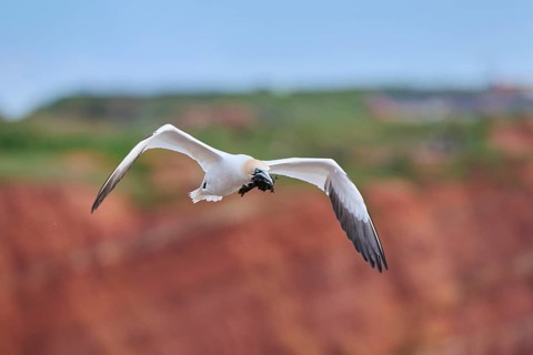 Northern gannet (Morus bassanus) flying over the cliffs, wildlife, Helgoland, Germany, Europe