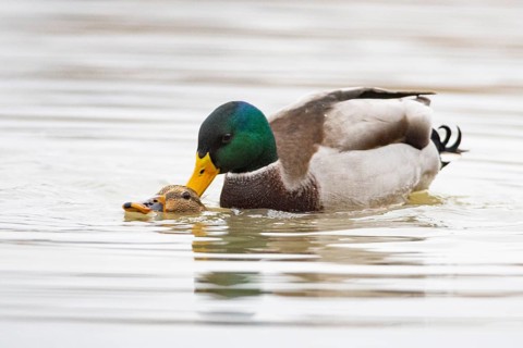 Mallard (Anas platyrhynchos) Mating Germany