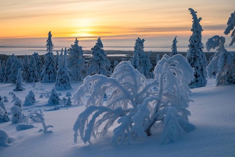 Winter landscape with snow-covered trees, Riisitunturi National Park, Posio, Lapland, Finland,