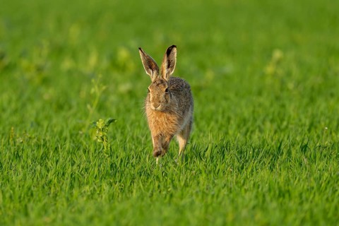 European hare (Lepus europaeus), Texel, province of North Holland, Netherlands