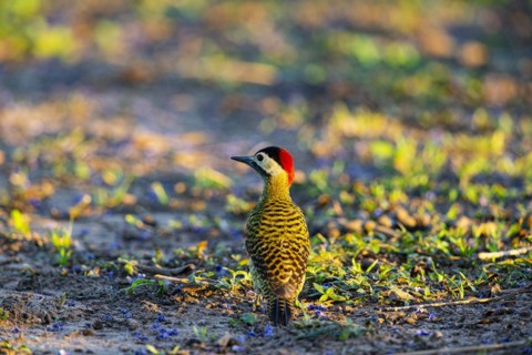 Green-banded Woodpecker (Colaptes melanochlorus) Pantanal Brazil