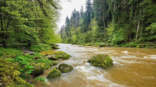 European beech trees shedding leaves, in the foreground moss-covered stones on the river Sihl,