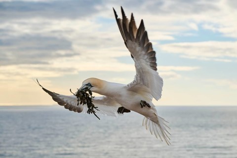 Northern gannet (Morus bassanus) flying over the sea with rivet material in the beak, landing