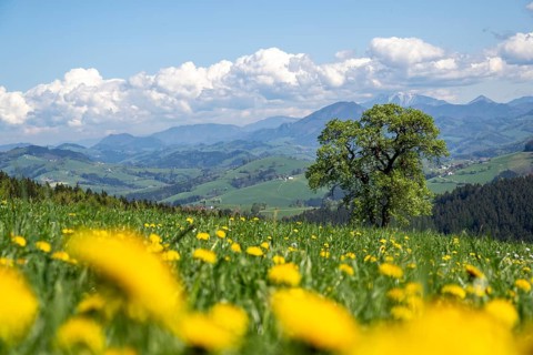 Flowering pear trees, fruit trees, cider route, Mostviertel, Alpine foothills, Lower Austria,