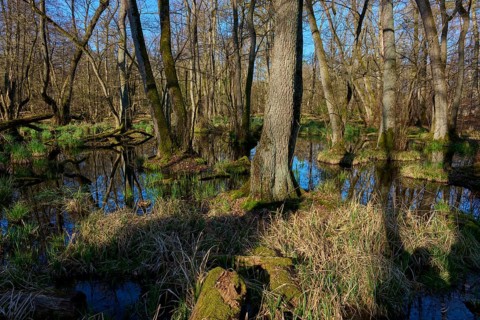 Dark shadow falls on a swampy forest with reflecting water and branched trees, oak, spring, nature