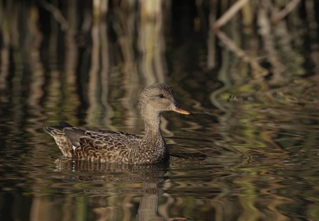 Gadwall (Mareca strepera) female, California, USA, North America