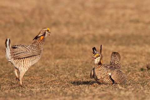 Greater Prairie Chicken (Tympanuchus cupido) male, Wisconsin, USA, North America