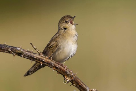 Common Grasshopper Warbler (Locustella naevia) singing, Wales, United Kingdom, Europe