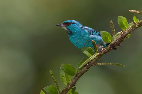 Blue Dacnis (Dacnis cayana) male, Costa Rica, Central America