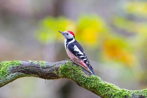 Middle Spotted Woodpecker (Dendrocopus medius) Germany