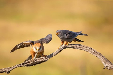 Red-footed falcon (Falco vesperetinus) Male handing over a captured lizard to female, Hungary,