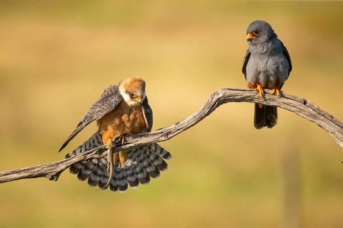 Red-footed falcon (Falco vesperetinus) Male handing over a captured lizard to female, Hungary,