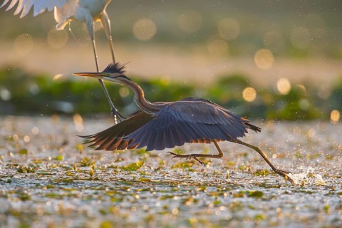 Purple heron (Ardea purpurea), the bird searches for prey in shallow water in the early morning and