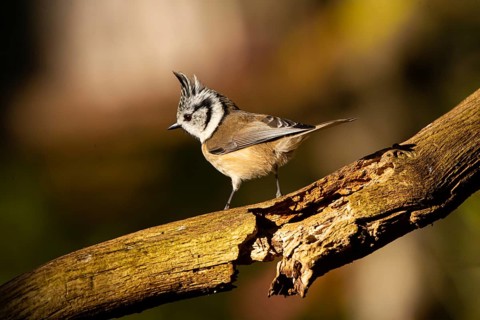 Crested Tit (Parus cristatus), Germany, Europe