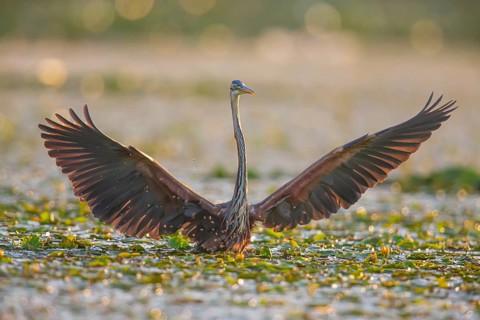 Purple heron (Ardea purpurea), the bird searches for prey in shallow water in the early morning and