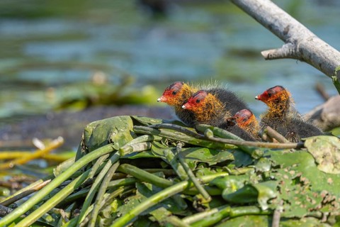 Eurasian burbot (Fulica atra) chicks on the nest. Bas Rhin, Alsace, France, Europe