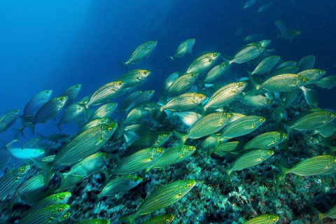 Shoal of golden stripe (Sarpa salpa) swimming over rocky reef, Mediterranean Sea, Majorca, Balearic
