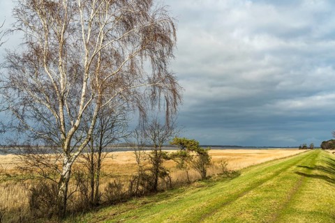 At Schaproder Bodden near Haide, Ummanz Island, Ruegen, Mecklenburg-Western Pomerania, Germany,