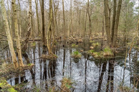 Ribnitzer Großes Moor nature reserve near Graal-Müritz, Mecklenburg-Western Pomerania, Germany,