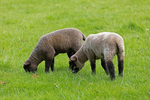 Lambs on pasture, Shottery, Stratford-upon-Avon, Warwickshire, England, Great Britain