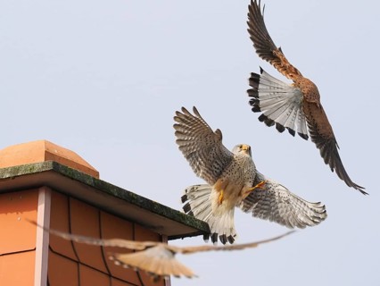 Two male kestrels (Falco tinnunculus) in a territorial dispute over a building, a third Common