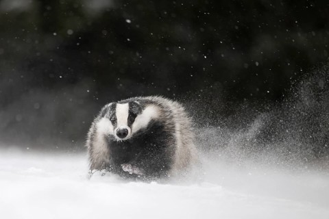 Badger in the snow, Wittlich, Rhineland-Palatinate, Germany, Europe