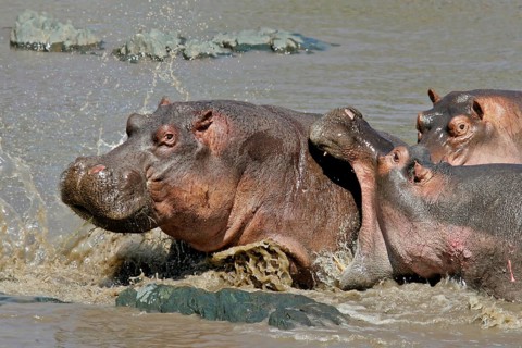 Hippopotamus (Hippopotamus amphibius) adult attacking and biting another Hippo in the back,