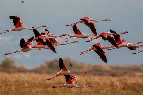 Greater Flamingo (Phoenicopterus roseus) group flying, Greece, Europe