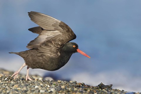 Black Oystercatcher (Haematopus bachmani) flying, British Columbia, Canada, North America