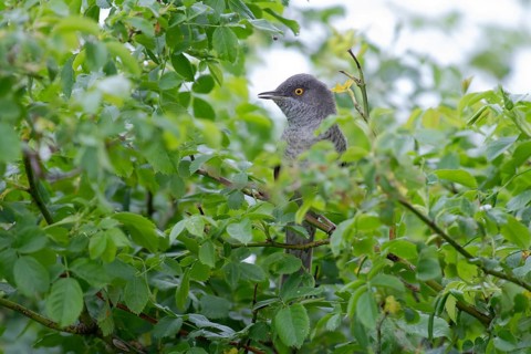 Barred Warbler (Sylvia nisoria) male perched on a branch, Brandenburg, Germany, Europe