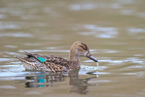 Eurasian Teal (Anas crecca) female, North Rhine-Westphalia, Germany, Europe