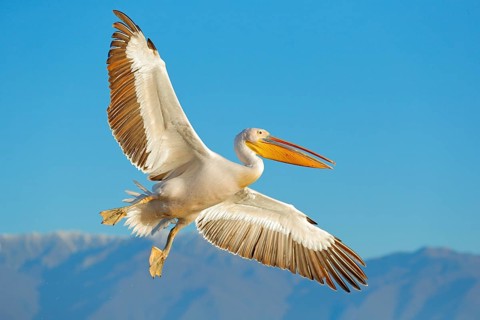 Great white pelican, Pelecanus crispus, in Lake Kerkini, Greece. Palican with open wing, hunting