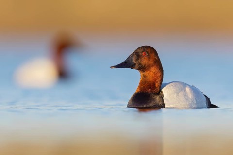 Canvasback (Aythya valisineria) swimming in a pond in Manitoba, Canada, North America