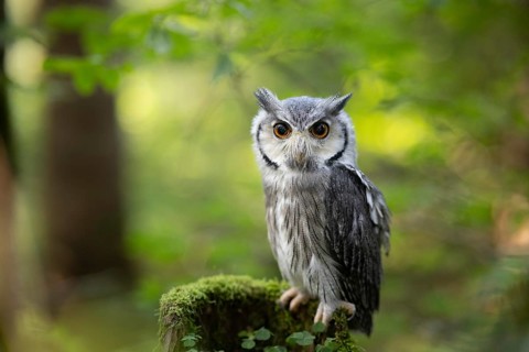 Southern White-faced Owl (Ptilopsis granti) captive, Germany, Europe