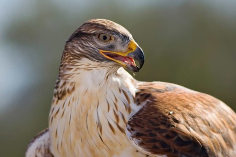 Ferruginous Hawk (Buteo regalis), Arizona, USA, North America