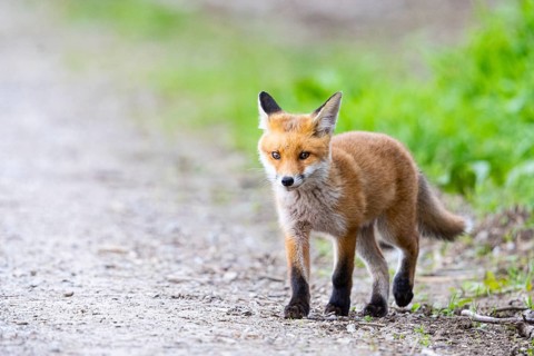 Fox (Vulpes vulpes) puppy Germany
