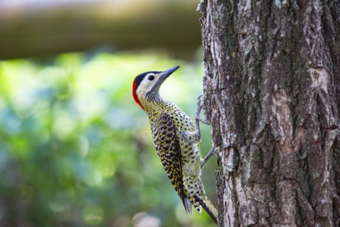 Green-banded Woodpecker (Colaptes melanochlorus) Pantanal Brazil