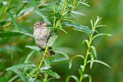 House sparrow (Passer domesticus), female, sitting on a branch, Switzerland, Europe