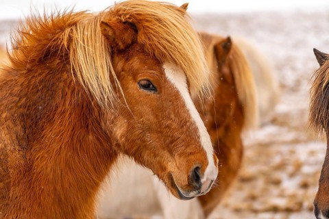 Portrait of a brown horse in the cold winter with snow in Iceland, Icelandic horse