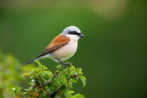 Red-backed shrike (Lanius collurio) ml Germany